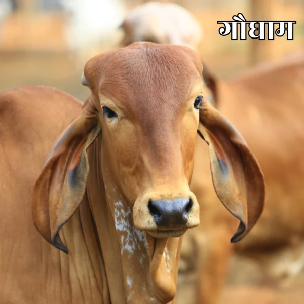 गौधाम गौधाम