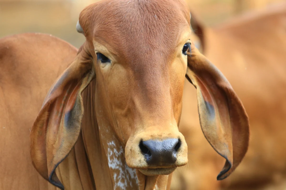 गौधाम